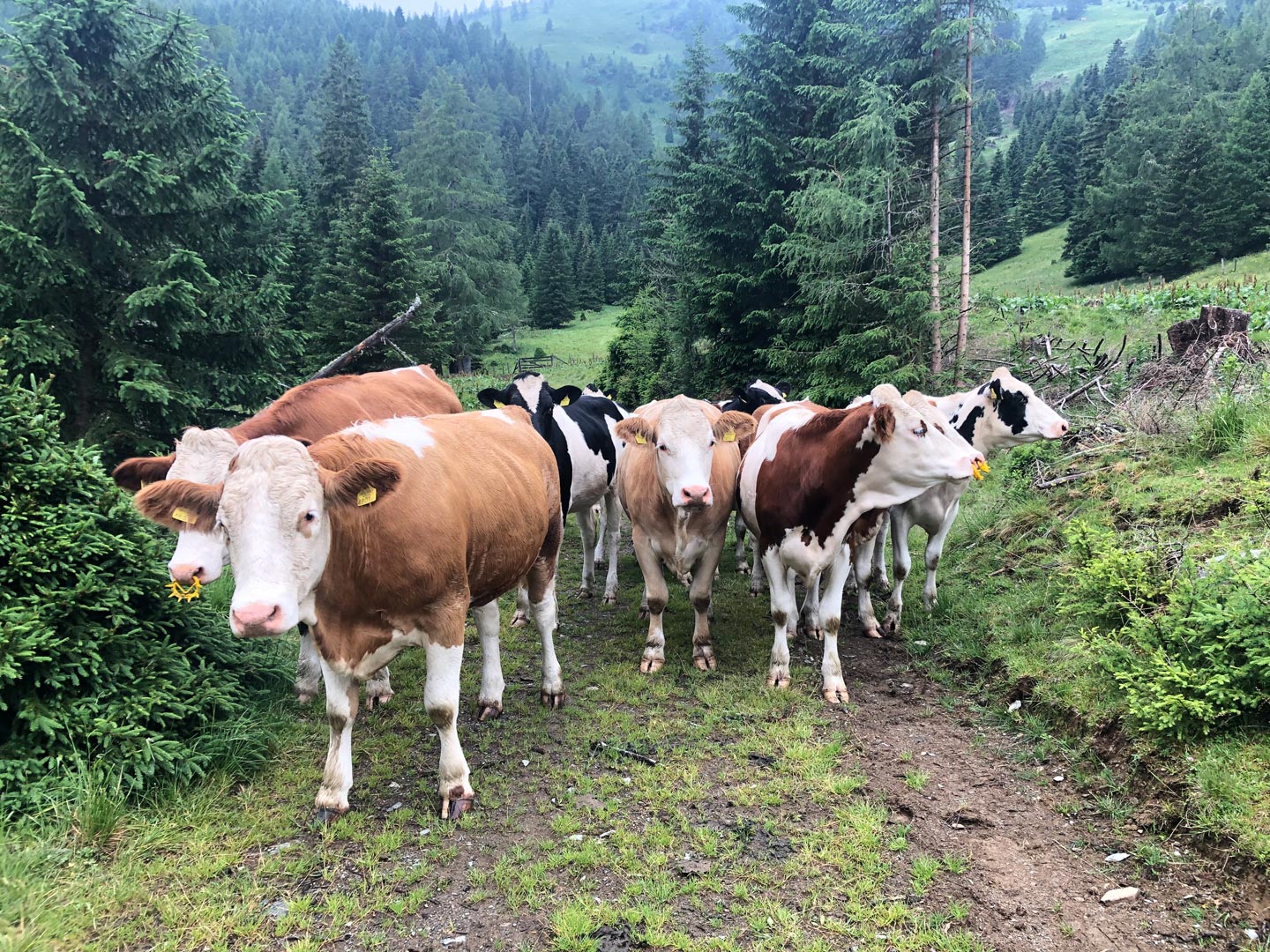 Gschlosserhof-Rinder-Wald