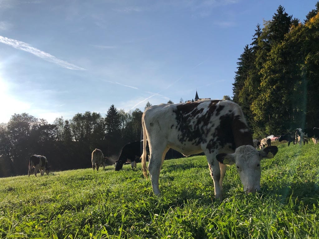 Gschlosserhof-Rinder-auf-Wiese